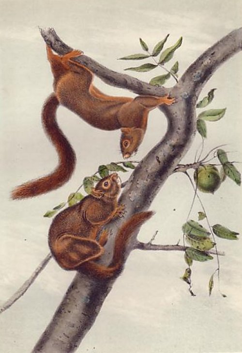 Orange-bellied Squirrel (Fox Squirrel) - Audubon's Viviparous Quadrupeds of North America