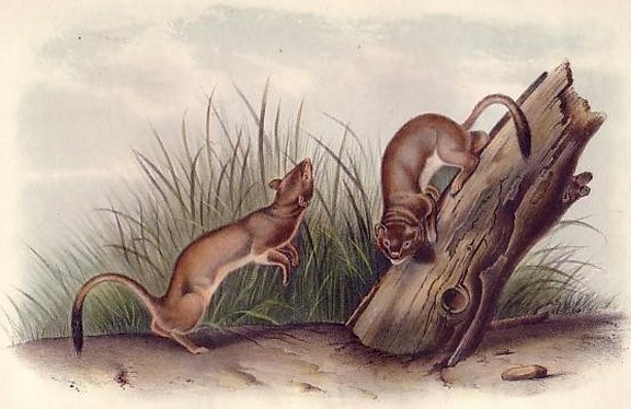 White Weasel (Long-tailed Weasel) - Audubon's Viviparous Quadrupeds of North America