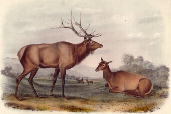 American Elk-Wapiti Deer - Audubon's Viviparous Quadrupeds of North America