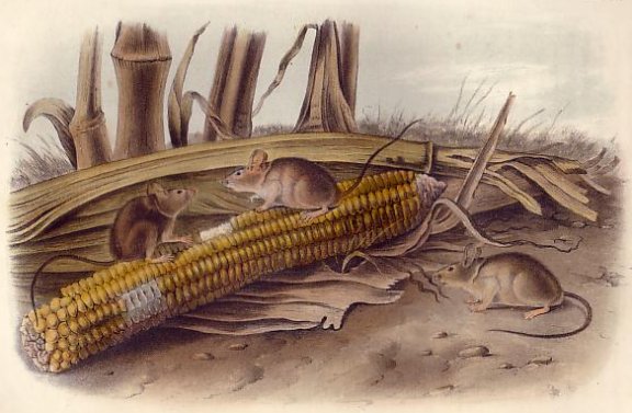 Little Harvest Mouse - Audubon's Viviparous Quadrupeds of North America