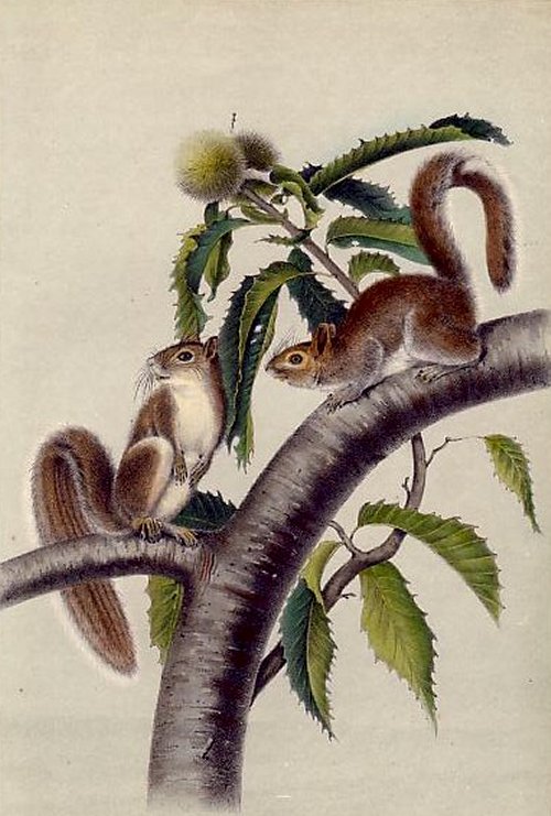 Carolina Grey Squirrel (Eastern Grey Squirrel) - Audubon's Viviparous Quadrupeds of North America