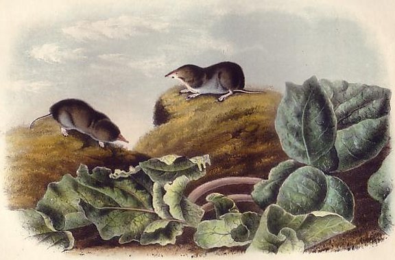 Say's Least Shrew - Audubon's Viviparous Quadrupeds of North America