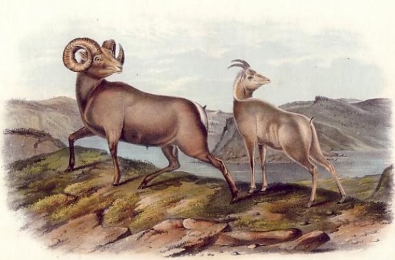 Rocky Mountain Sheep (Bighorn or Mountain Sheep) - Audubon's Viviparous Quadrupeds of North America