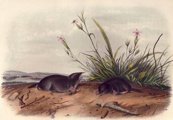 Brewer's Shrew Mole (Hairy-tailed Mole) - Audubon's Viviparous Quadrupeds of North America