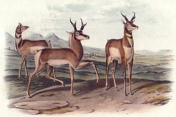 Prong-Horned Antelope - Audubon's Viviparous Quadrupeds of North America