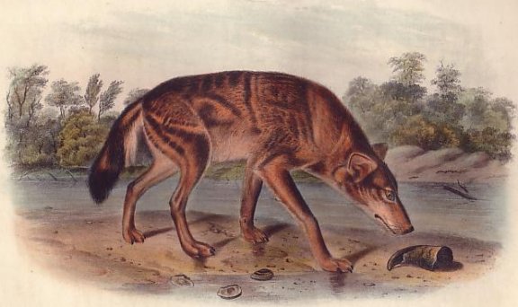 Red Texan Wolf (Red Wolf) - Audubon's Viviparous Quadrupeds of North America