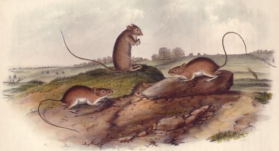 Jumping Mouse (Meadow Jumping Mouse) - Audubon's Viviparous Quadrupeds of North America