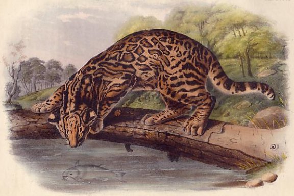 Ocelot or Leopard Cat - Audubon's Viviparous Quadrupeds of North America