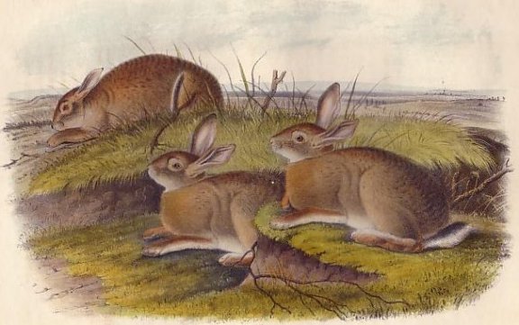 Wormwood Hare (Nuttall's Cottontail) - Audubon's Viviparous Quadrupeds of North America