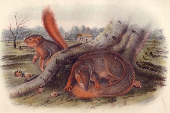Say's Squirrel (Fox Squirrel) - Audubon's Viviparous Quadrupeds of North America