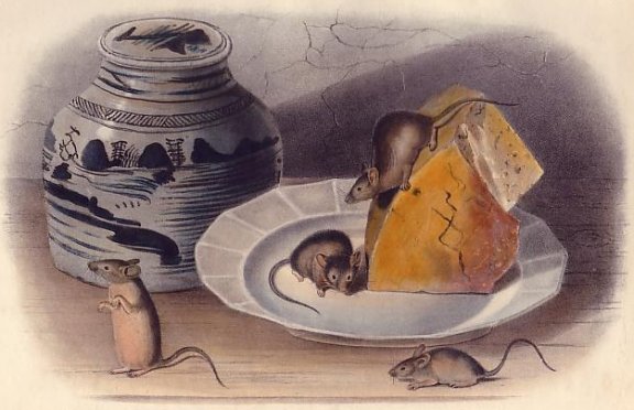 Common Mouse (House Mouse) - Audubon's Viviparous Quadrupeds of North America