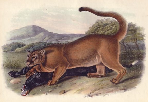 Cougar (Male) - Audubon's Viviparous Quadrupeds of North America