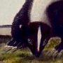 Large-tailed Skunk - Hooded Skunk