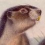 Hoary Marmot - Whistler