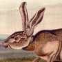 Texan Hare - Black-tailed Jack Rabbit