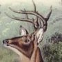 Common or Virginia Deer - White-tailed Deer