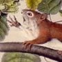 Hudson's Bay Squirrel - Red Squirrel