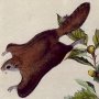 Oregon Flying Squirrel - Northern Flying Squirrel
