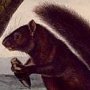 Weasel-like Squirrel and Large Louisiana Black Squirrel
