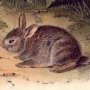 Grey Rabbit - Eastern Cottontail