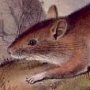 Rocky Mountain Neotoma - Bushy-tailed Wood Rat
