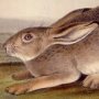 Townsend's Mountain Hare - White-tailed Jack Rabbit