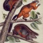 Red-bellied Squirrel