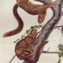 Orange-bellied Squirrel - Fox Squirrel