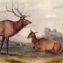 American Elk - Wapiti Deer