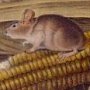 Little Harvest Mouse