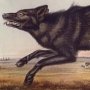 Black American Wolf - Grey Wolf