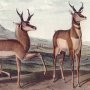 Prong - Horned Antelope