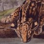 Ocelot or Leopard Cat