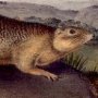 Parry's Marmot Squirrel - Arctic Ground Squirrel