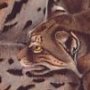 Texan Lynx - Female Bobcat