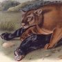 Cougar - Male