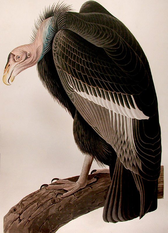 California Turkey Vulture - Audubon's Birds Of America