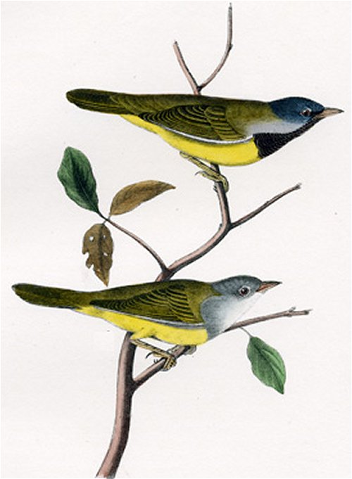 MacGillivray's Ground Warbler - Audubon's Birds Of America