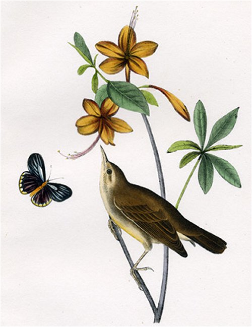 Swainson's Swamp Warbler - Audubon's Birds Of America