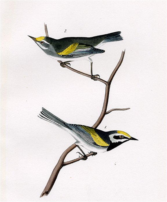 Golden-winged Swamp Warbler - Audubon's Birds Of America