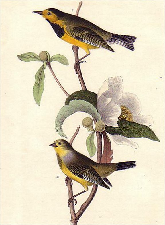 Bachman's Swamp Warbler - Audubon's Birds Of America