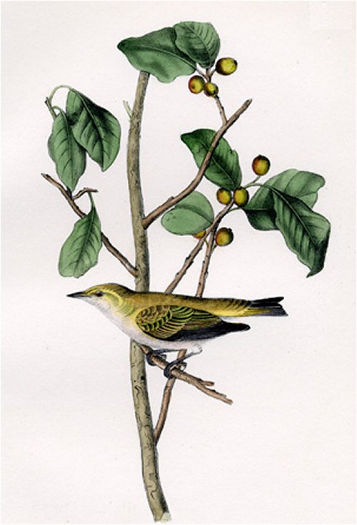 Tennessee Swamp Warbler - Audubon's Birds Of America