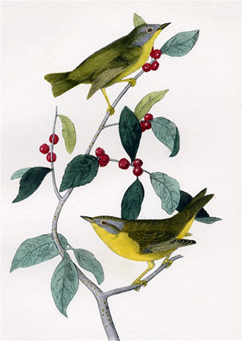 Nashville Swamp Warbler - Audubon's Birds Of America