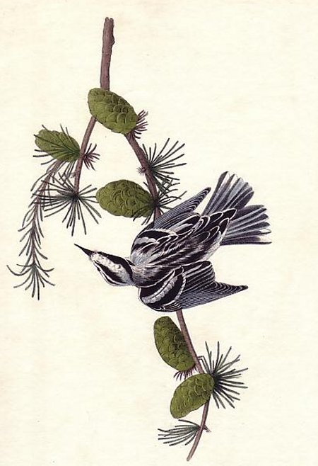 Black-and-white Creeping Warbler - Audubon's Birds Of America