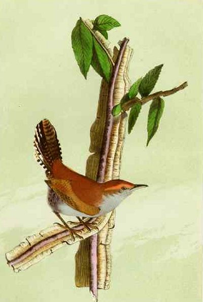 Bewick's Wren - Audubon's Birds Of America