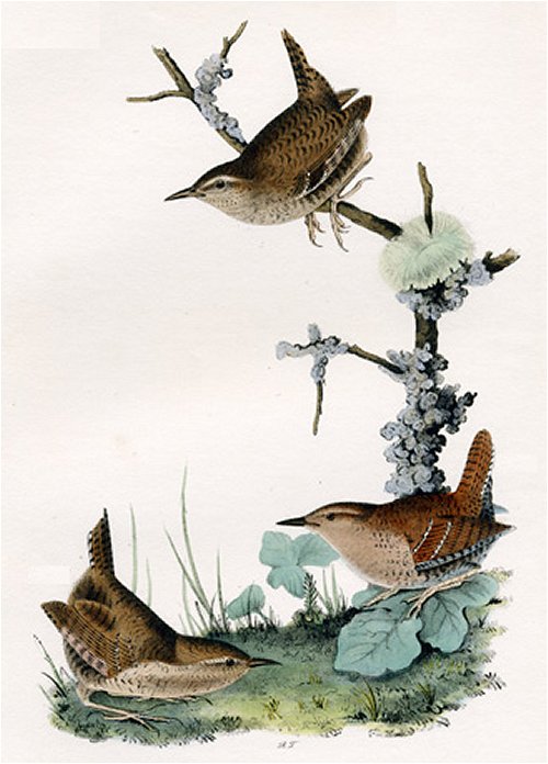 Winter Wren - Audubon's Birds Of America