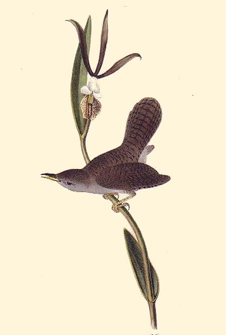 Parkman's Wren - Audubon's Birds Of America