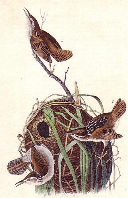 Marsh Wren - Audubon's Birds Of America