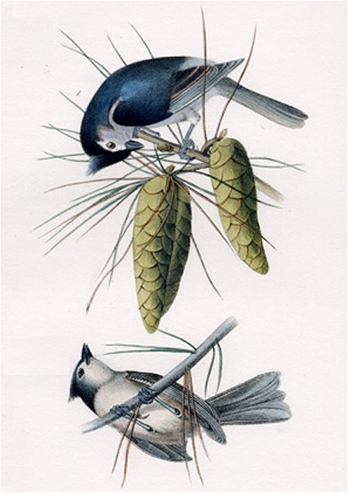 Crested Titmouse - Audubon's Birds Of America