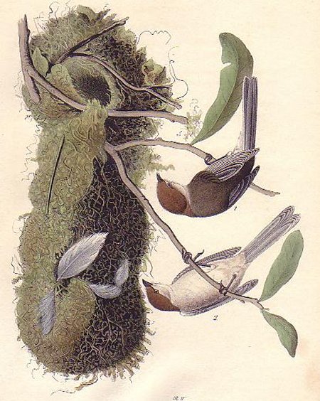 Chestnut-crowned Titmouse - Audubon's Birds Of America